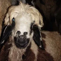 بره داشتی بختیاری