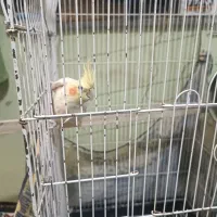 عروس هلندی بالغ ماده|پرنده|دلند, |دیوار