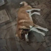 سگ هاسکی|سگ|فریمان, |دیوار