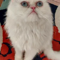 گربه ماده و نر