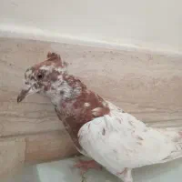 جوجه کفتر