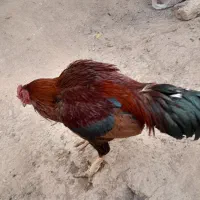 مرغ خروس لاری|حیوانات مزرعه|تربت جام, میان جام|دیوار