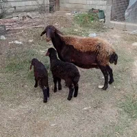 گوسفند بره دار دوقلو