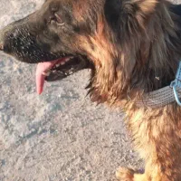 یک سگ واگذار