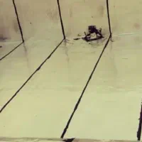 نصب ایزوگام|خدمات پیشه و مهارت|کنگاور, |دیوار