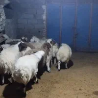 بره صادراتی|حیوانات مزرعه|زاغه, |دیوار