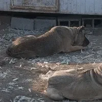 ماده سرابی اصل نسلدار غول|سگ|مشگین شهر, |دیوار