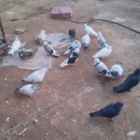 فروش|پرنده|کنگاور, |دیوار