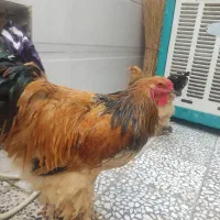 مرغ خروس برهما لهستانی و سلطان