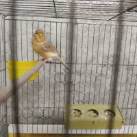 قناری ماده|پرنده|تبریز, |دیوار