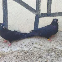 زاغ ابادنی|پرنده|خنج, |دیوار