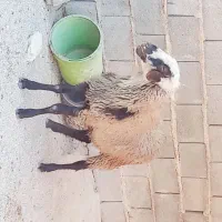 فروش قوچ رومانوف|حیوانات مزرعه|شیراز, آبیاری|دیوار