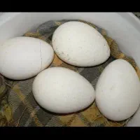 تخم بوقلمون ، نطفه دار