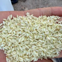 برنج عنبر بور سبز به شرط پخت|خوردنی و آشامیدنی|شادگان, |دیوار