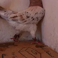 کفتر یا کبوترسار سرور هفت رنگ زرد