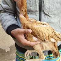 جوجه خروس و مرغ لاری|حیوانات مزرعه|تربت جام, امام|دیوار