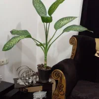گل دیفن