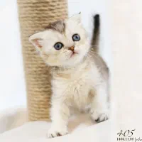 گربه اسکاتیش/بریتیش|گربه|تبریز, |دیوار