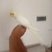 عروس هلندی اهلی ماده
