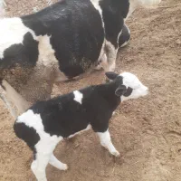 گاو با گوساله|حیوانات مزرعه|بوئین زهرا, |دیوار