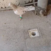 چپ سیاه|پرنده|الوند, |دیوار