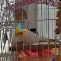 فروش عروس هلندی|پرنده|شاهین دژ, |دیوار