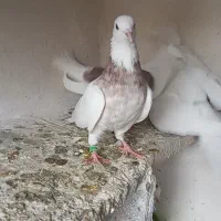 چنتا پرشتی|پرنده|خرمآباد, |دیوار