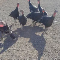 بوقلمون وغاز طبیعی|حیوانات مزرعه|ارشق, |دیوار