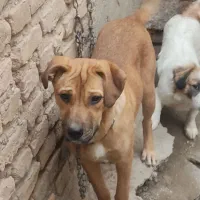 سگ باهوش قدرتمند 5ماهشه