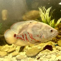 ماهی اسکار گوشتخوار