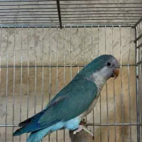 راهب آبی سخنگو