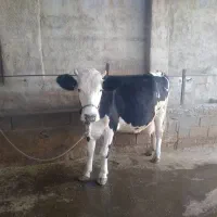 فروش گاو درجه یک شکم اول با گوساله ماده