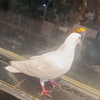 کفتر سفید ماده کاکلی همراه دوتا جوجه|پرنده|گلبهار, شهر جدید گلبهار|دیوار