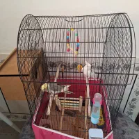 عروس هلندی دوروشت نر وماده