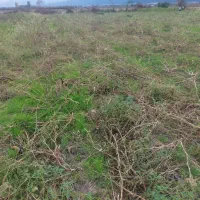 فروش زمین  ۳۱۰۰ متری در تالش پشته|فروش زمین و ملک کلنگی|تالش, جوکندان|دیوار