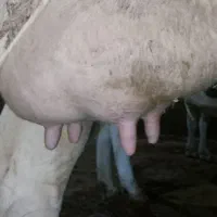 گاو شیری با بز معاوضه دارم|حیوانات مزرعه|ایلام, |دیوار