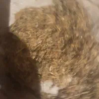 کاه عدس|حیوانات مزرعه|نیر (اردبیل), |دیوار