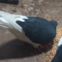 کبوتر خوش رنگ سیاه گم شده|حیوانات|نظرآباد, رسالت|دیوار