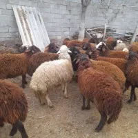 ۲۴ راس گوسفند نر