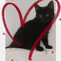 واگذاری رایگان