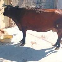 فروش گاو جرسی اصل آبستن ۷ماه