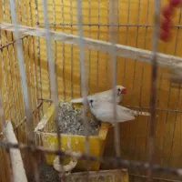 جفت سفید|پرنده|مشهد, گلشور|دیوار