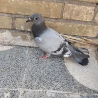 جوجه پلاکی