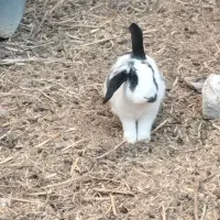 خرگوشه خونی|موش و خرگوش|زابل, |دیوار