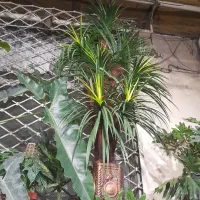 درخت مصنوعی|گل مصنوعی|تهران, امیریه|دیوار