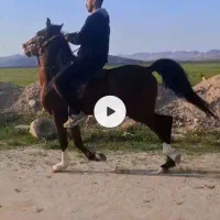 اسب|اسب و تجهیزات اسب‌سواری|لار, |دیوار