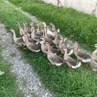 جوجه قوغازاوکراینی،انتخابی عالی برای پرورش