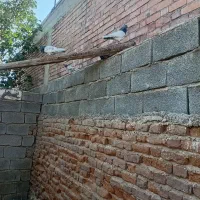کبوتر پرشی|پرنده|جیرفت, |دیوار
