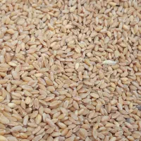 گندم سربنان