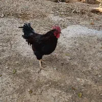 خروس جوان|حیوانات مزرعه|ارسنجان, |دیوار